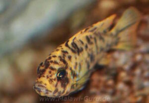 Metriaclima zebra 'Thumbi West'